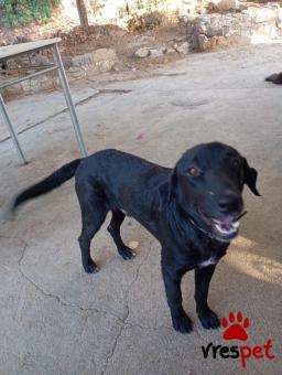 Ράτσα: Άγνωστο - Ημίαιμο | Ηλικία: 1 έτους | Φύλο: Αρσενικό | Αρ. Microchip: - | Ημίαιμο | Περιοχή: Νέα Σμύρνη, Αττική